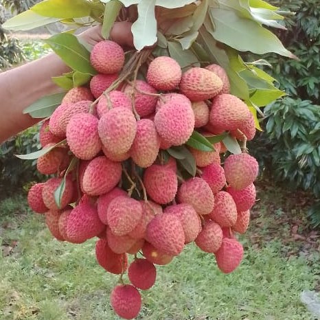 লিচু