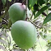 হিমসাগর
