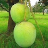 ল্যাংড়া